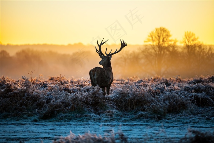 杂草地的麋鹿图片
