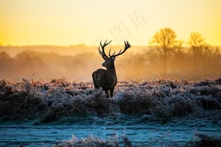 杂草地的麋鹿图片