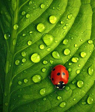 春夏天季节七星瓢虫昆虫绿叶，夏至摄影图