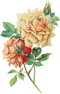 古典花卉png免扣素材