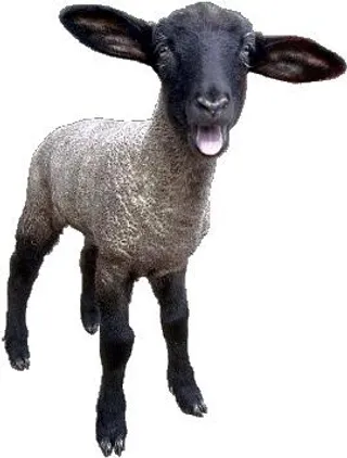 绵羊 PNG免抠
