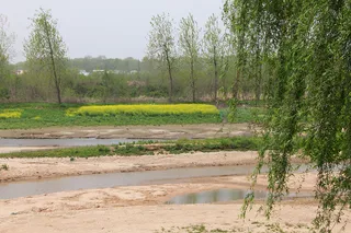小河旱河边垂柳油菜花