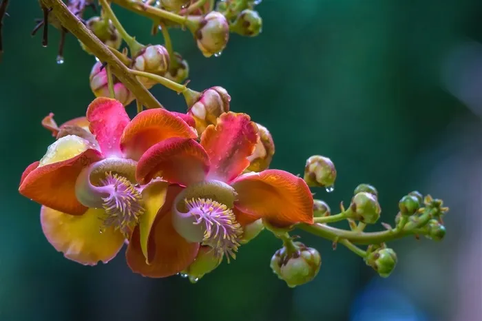 美丽花卉摄影