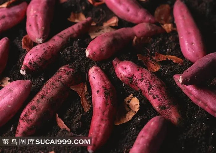 红薯地瓜高清图片