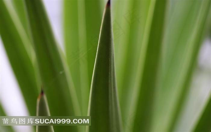 一丛绿叶素材下载