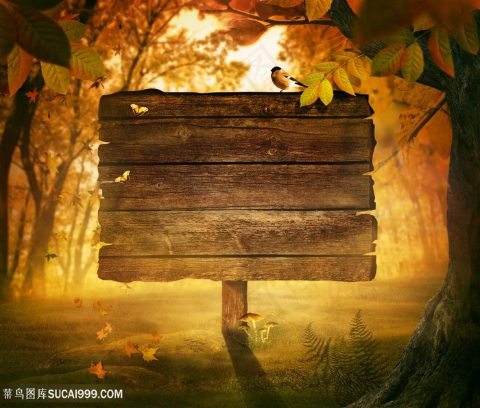 秋天美丽装饰背景高清图