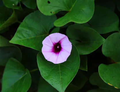 红薯花背景图 红薯花背景图