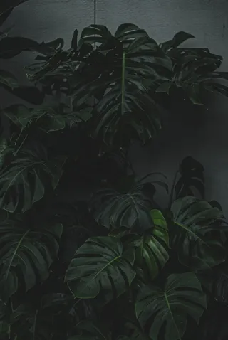 龟背竹植物照片