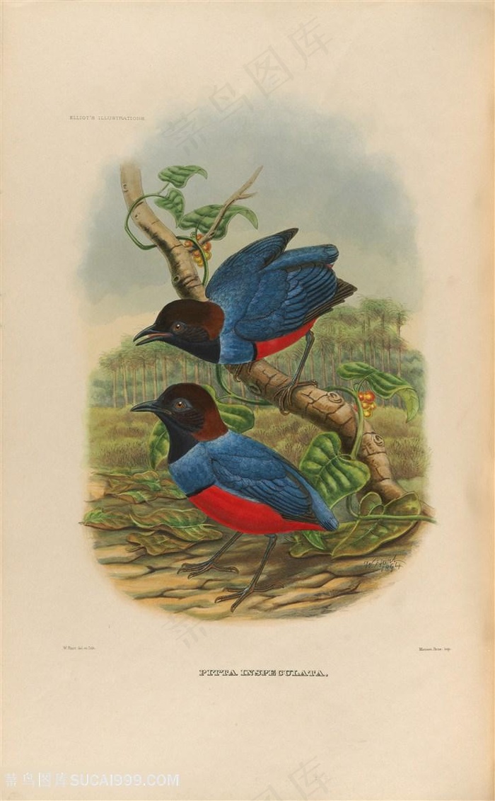 高清水彩两只小鸟油画图片