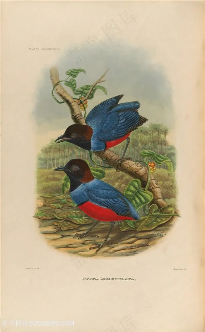 高清水彩两只小鸟油画图片