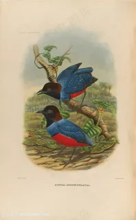 高清水彩两只小鸟油画图片