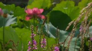 夏日粉色荷花绽放