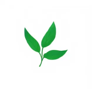 绿色叶子免抠元素