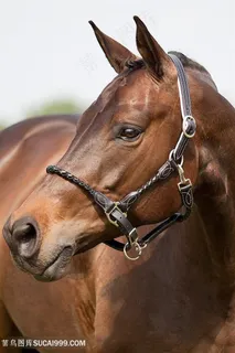 骏马高清特写图片