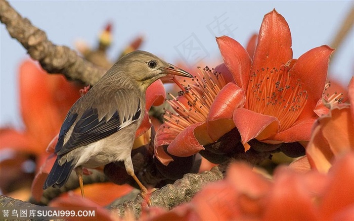 漂亮鸟儿-吃花的鸟儿