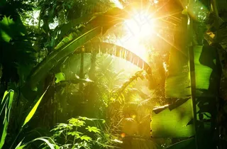 唯美热带雨林景色风景图片