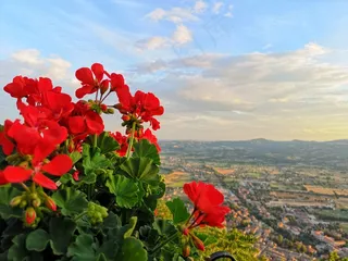 红色天竺葵壁纸图片