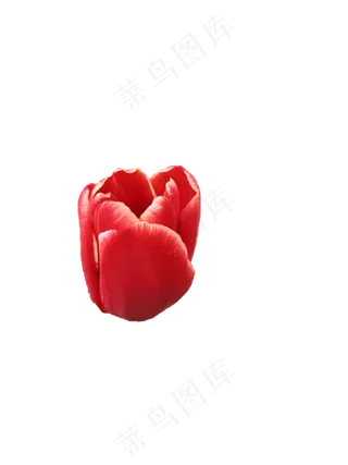 红色渐变郁金香