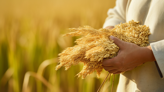 秋天丰收季手捧着粮食摄影图