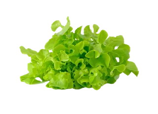 生菜 (54)超市商品白底图免抠实物摄影png格式图片透明底