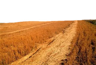 现代农业金色麦田