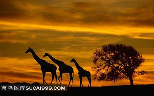 长颈鹿家庭剪影摄影素材