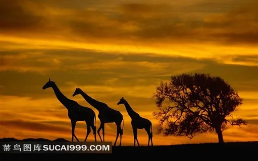 长颈鹿家庭剪影摄影素材