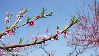 桃花树林树枝