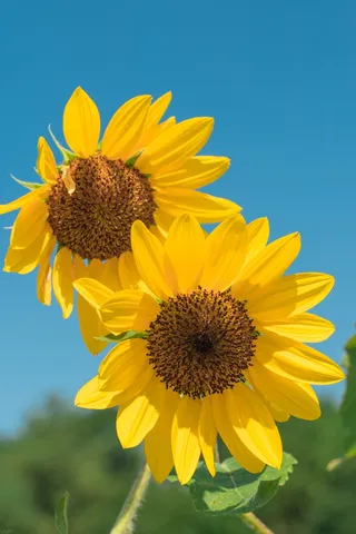 黄色向日葵摄影素材