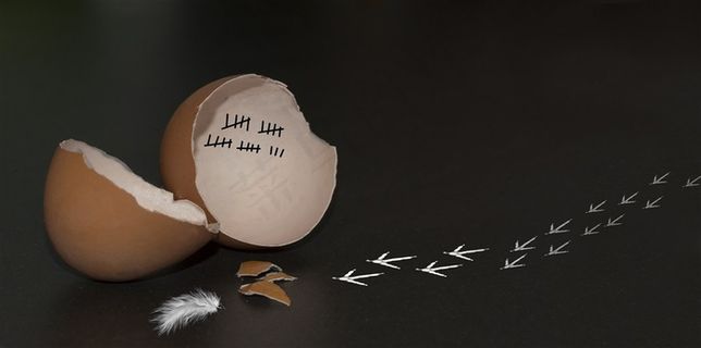 一颗富有创意和联想的鸡蛋壳