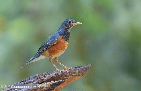 看着远方的小鸟类图片