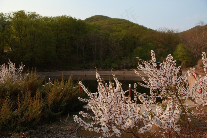 树林前水池边的花树枝