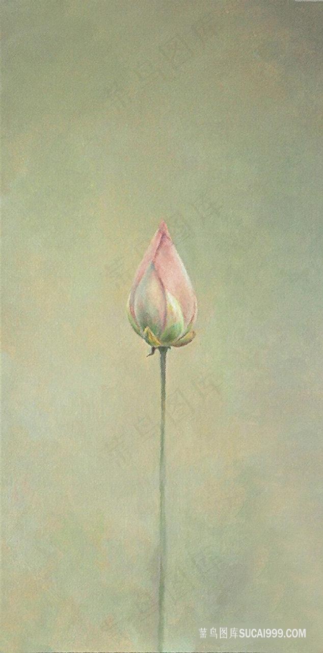 手绘花卉莲花装饰画