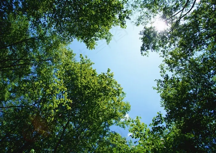 森林树木美丽的jpg素材