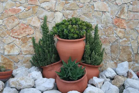 绿色植物盆栽图片 绿色植物盆栽图片