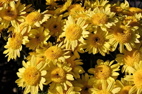 黄色菊花素材图片 黄色菊花素材图片