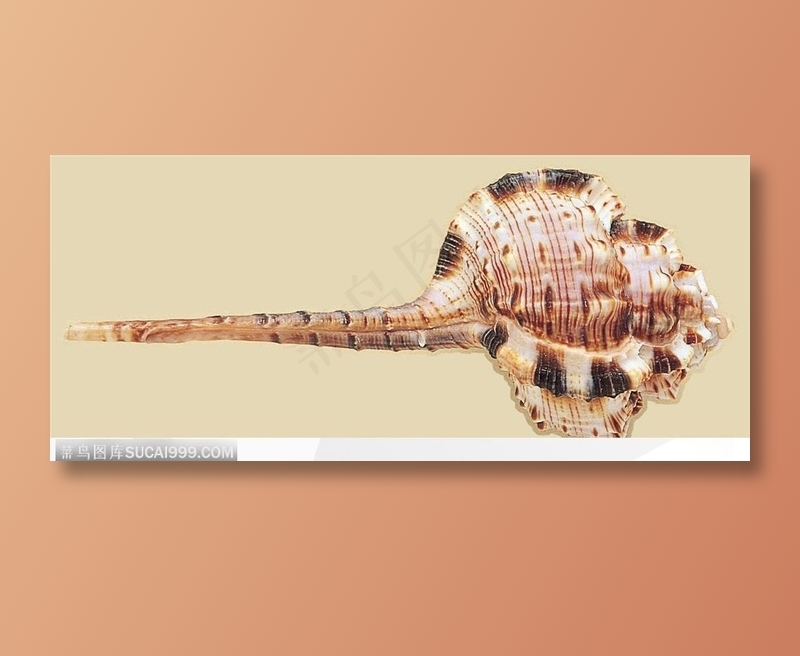 精美贝壳-尖长的海螺