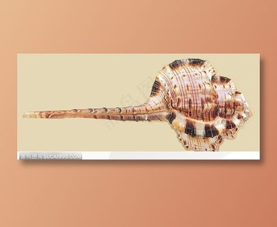 精美贝壳-尖长的海螺