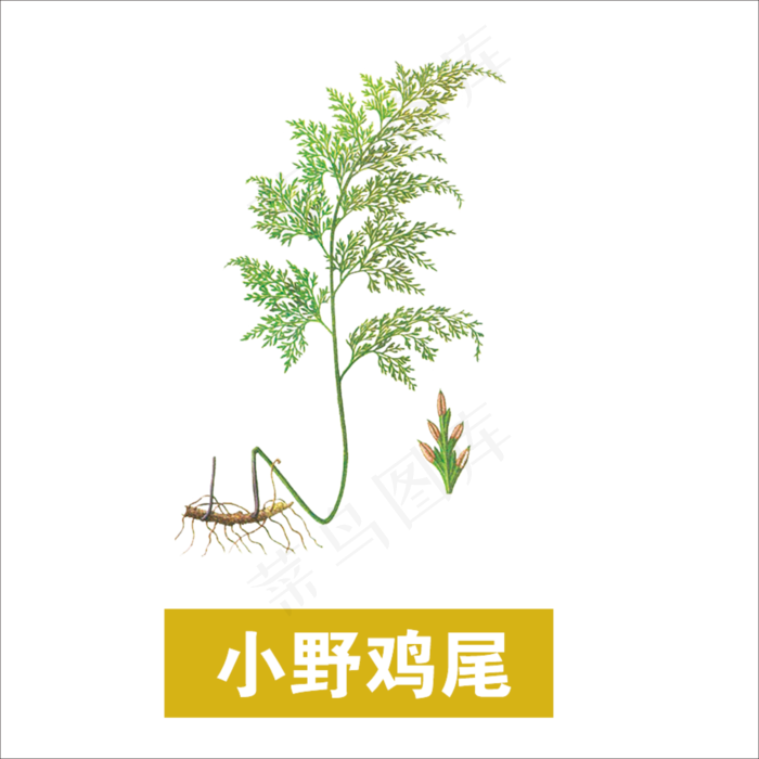 手绘草本中药药材小野鸡尾