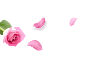 鲜花玫瑰免扣素材