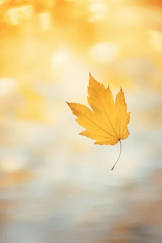 秋天落叶秋叶黄色背景