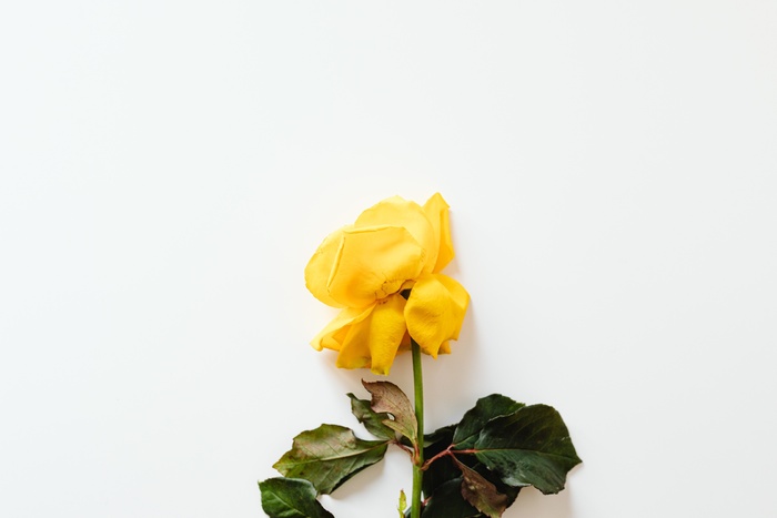 玫瑰花摄影图情人节玫瑰花配图图片