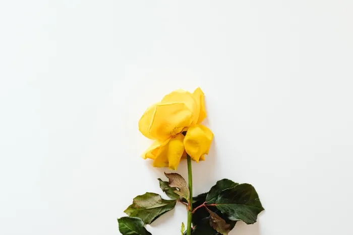 玫瑰花摄影图情人节玫瑰花配图图片