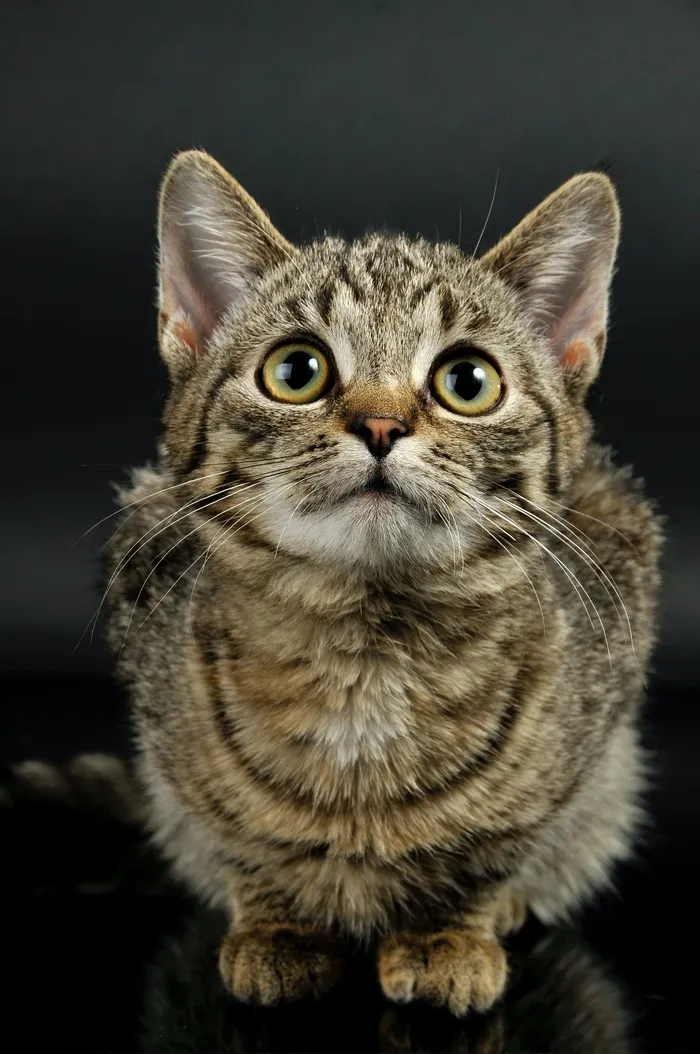 可爱猫咪猫猫摄影素材