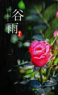 谷雨 谷雨海报