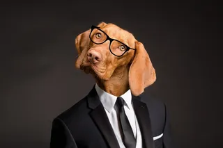 狗狗另类证件照图片