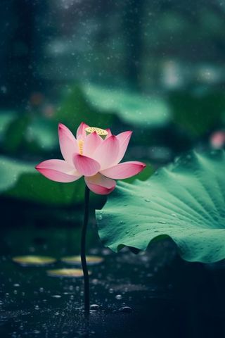 雨天荷花荷叶唯美背景