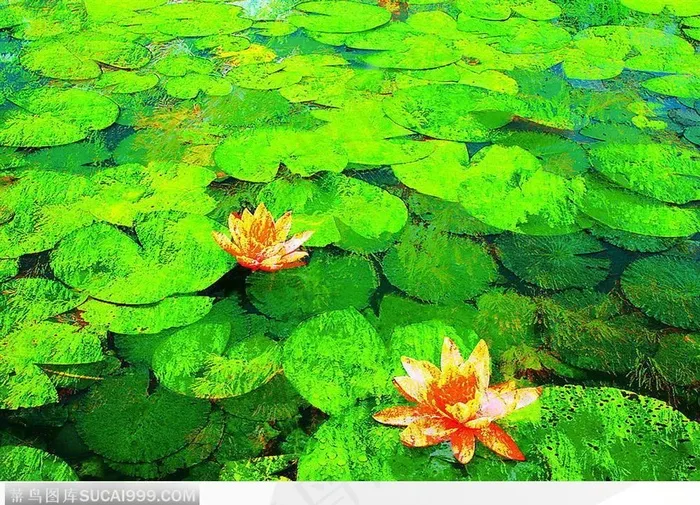 荷花意境