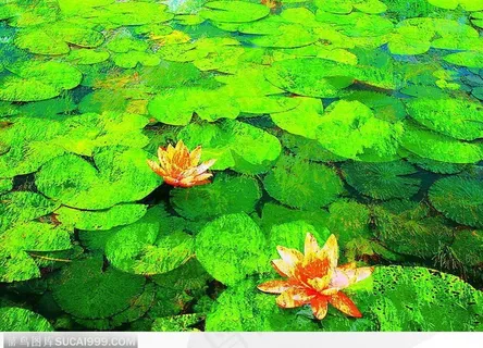 荷花意境 荷花意境
