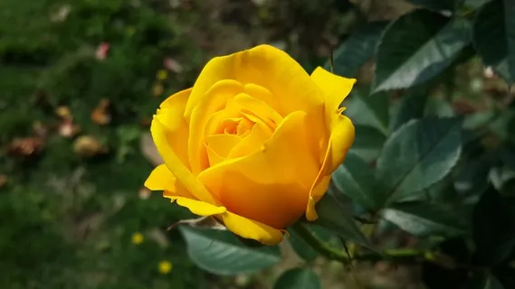 玫瑰花摄影图情人节玫瑰花配图图片 玫瑰花摄影图情人节玫瑰花配图图片